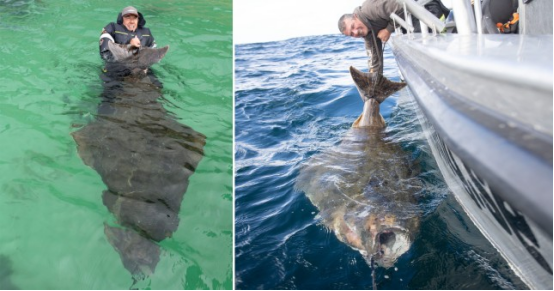 男子钓到巨型比目鱼 身长2.1米重达到362斤