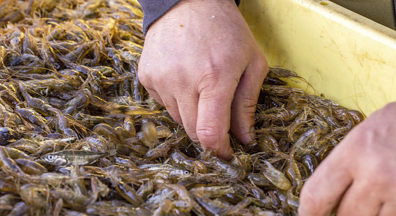 德国渔民在盐湖上捕捉海蟹