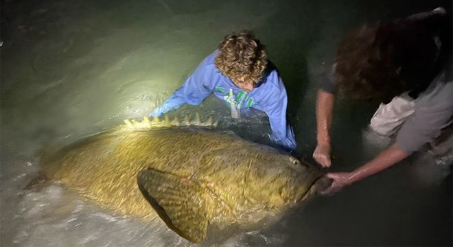 美国高中生捕获巨型伊氏石斑鱼 重量超200斤