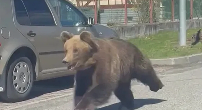 国外一头棕熊冲进城镇致五人受伤